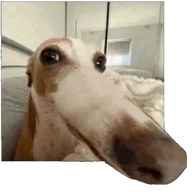 Dog with nose protruding from the image